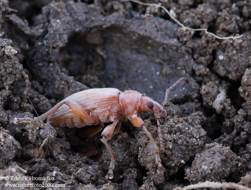 listohlod žahavkový, Phyllobius pomaceus (Brouci, Coleoptera)